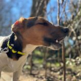 Der Jack Russel Terrier Flash am Berliner Platz