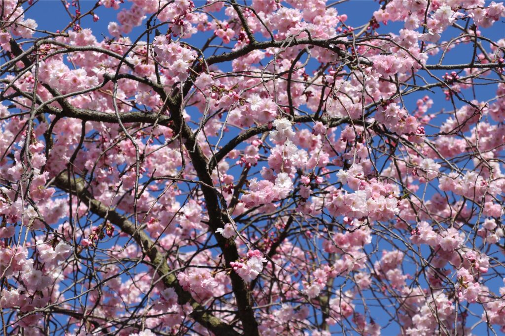 Der Frühling ist da - An einigen Bäumen sind die Blüten bereits geöffnet