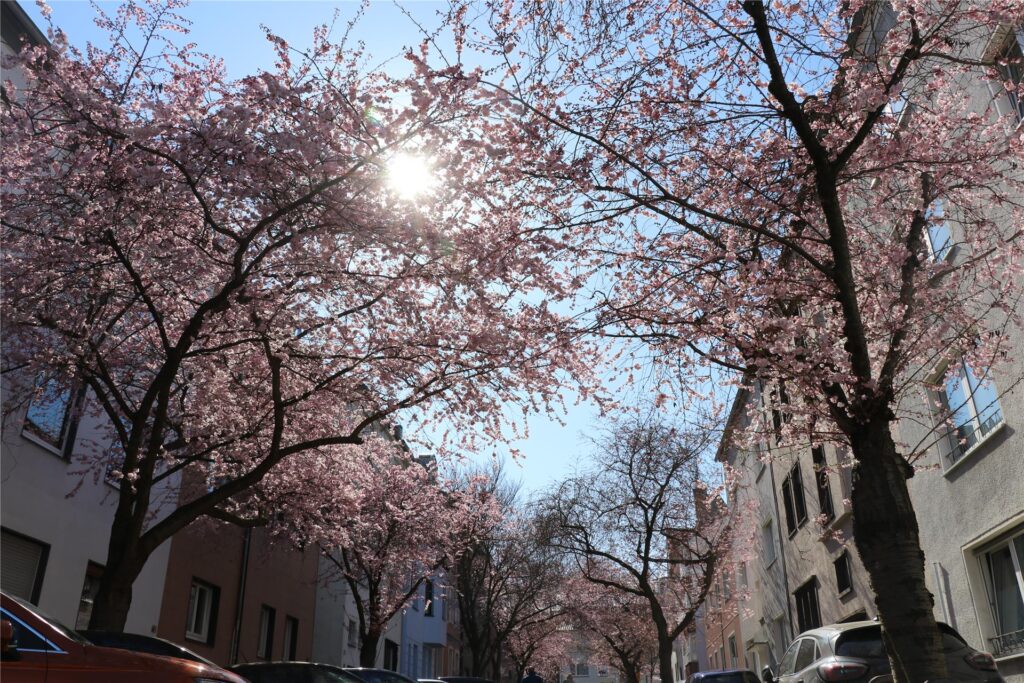 Der Frühling ist da - Strahlender Sonnenschein macht das Bild komplett