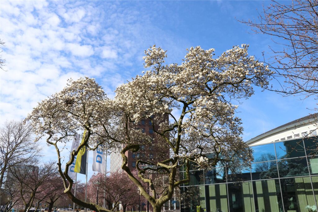 Der Frühling ist da - Auch die Magnolien erblühen schon