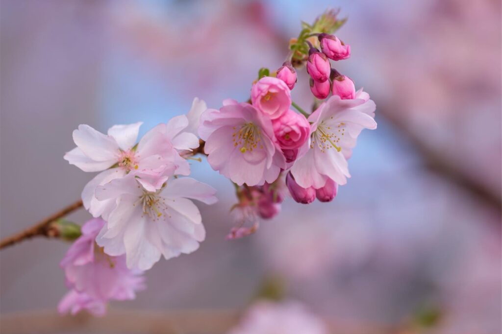 Der Frühling ist da- In der Moltkestraße erblühen die ersten Kirschbäume
