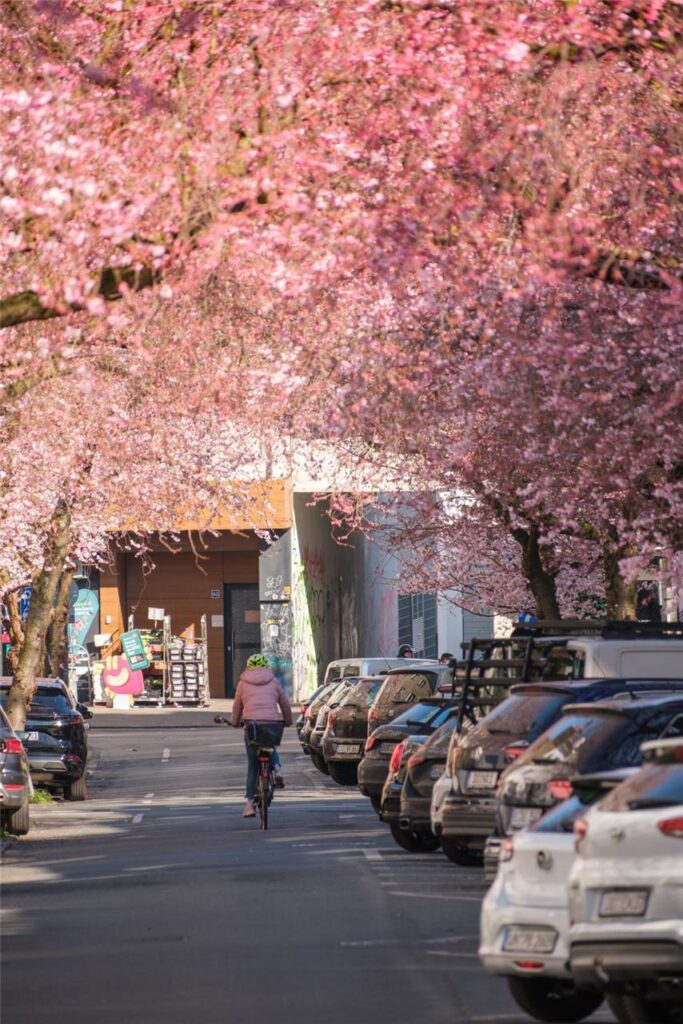 Der Frühling ist da- In der Moltkestraße erblühen die ersten Kirschbäume