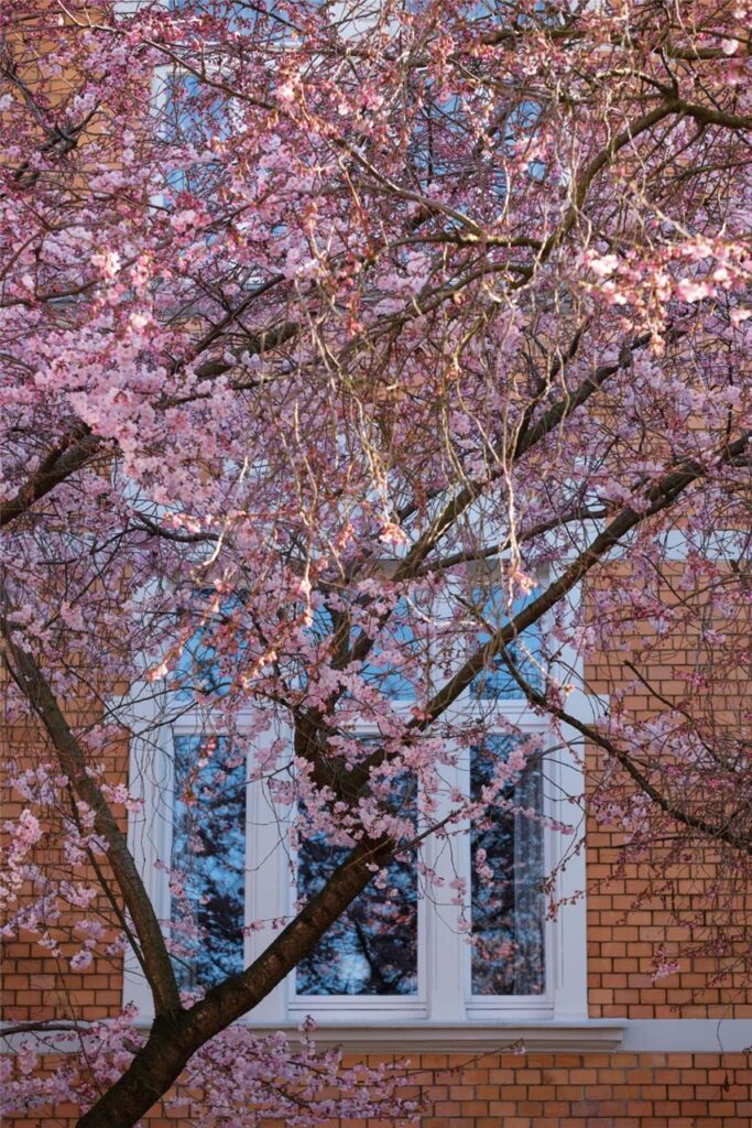 Der Frühling ist da- In der Moltkestraße erblühen die ersten Kirschbäume