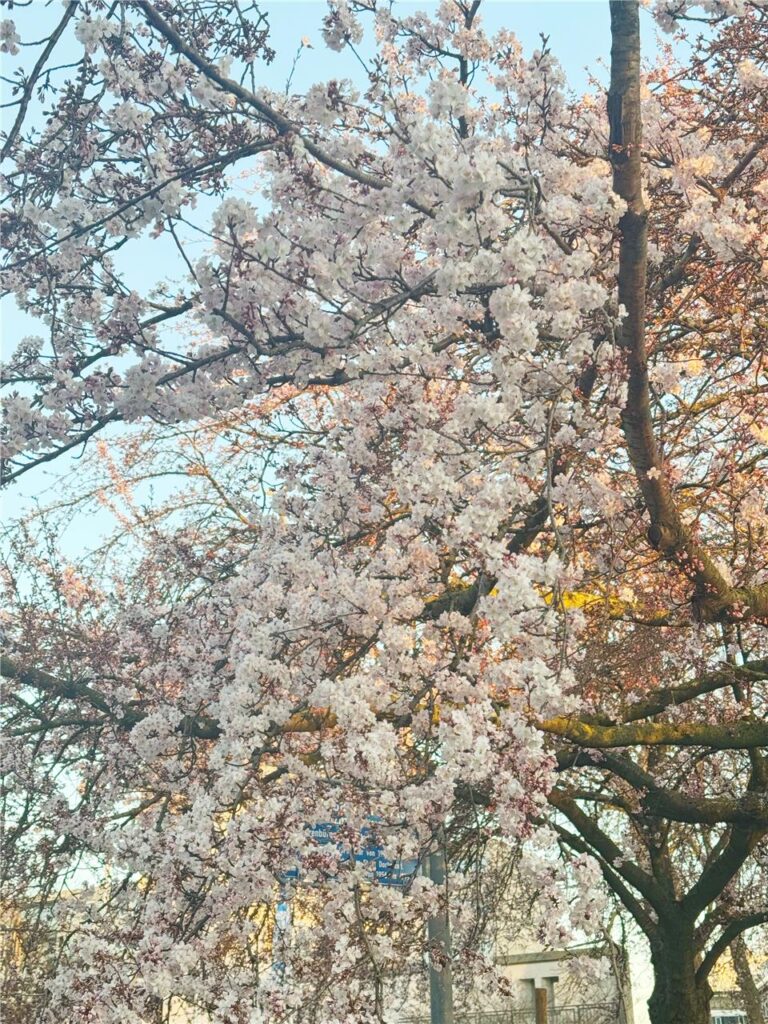 Frühblüher blühen in Dortmund