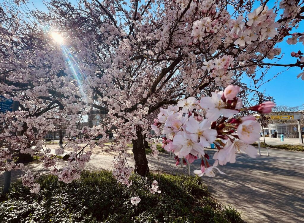 Frühblüher blühen in Dortmund