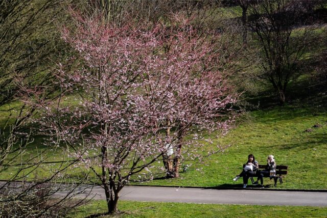 Zu sehen ist ein rosa aufblühender Baum im Dortmunder Rombergpark.