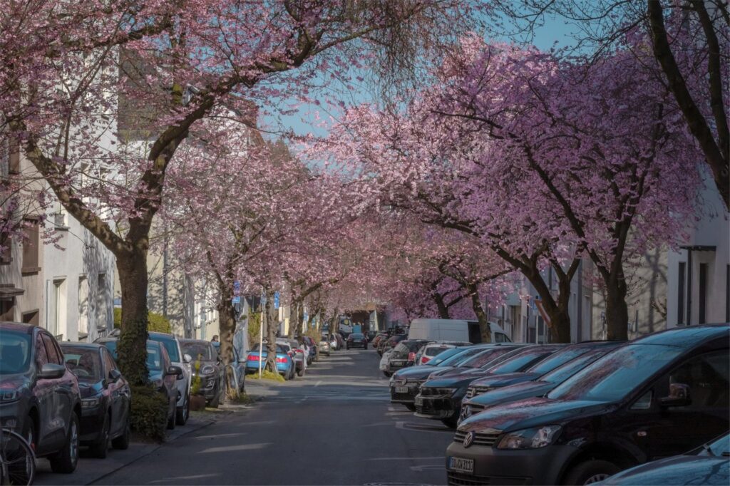 Der Frühling ist da- In der Moltkestraße erblühen die ersten Kirschbäume