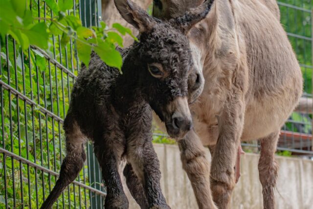 Der kleine Esel Matze im Dortmunder Zoo.