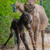 Der kleine Esel Matze im Dortmunder Zoo.