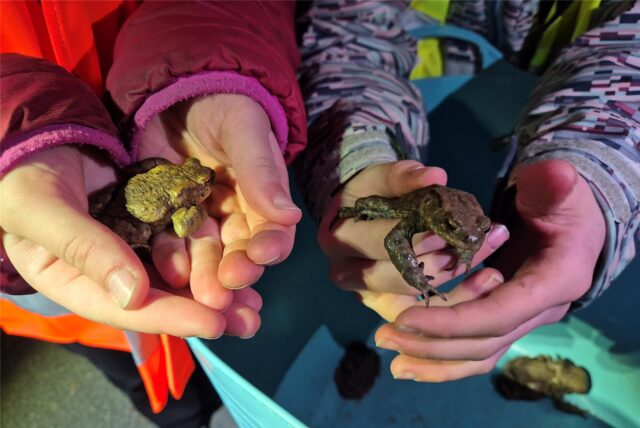 Zwei Erdkröten in den Händen der jungen Amphibienhelfer