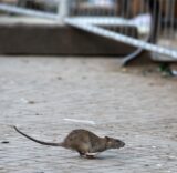 Symbolbild zeigt eine Ratte, die über eine Straße läuft.