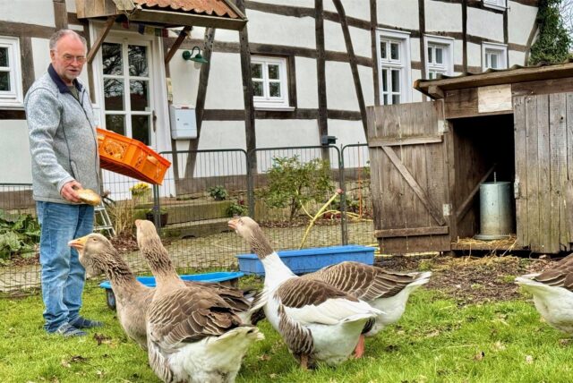 Imker Ralf Schmidt füttert seine Gänse.