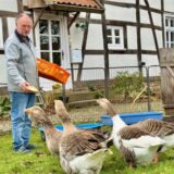 Imker Ralf Schmidt füttert seine Gänse.