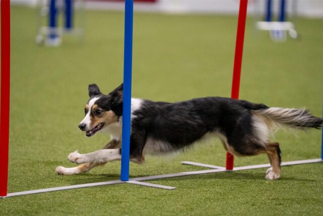 Ein Hund läuft bei der Messe „Dogs & Fun“ in Dortmund in einem Parcours zwischen Stangen her.
