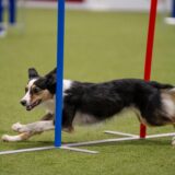 Ein Hund läuft bei der Messe „Dogs & Fun“ in Dortmund in einem Parcours zwischen Stangen her.