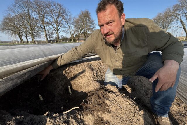 Landwirt Jan Menken an einem Erdwall mit freigelegten Spargelstangen.