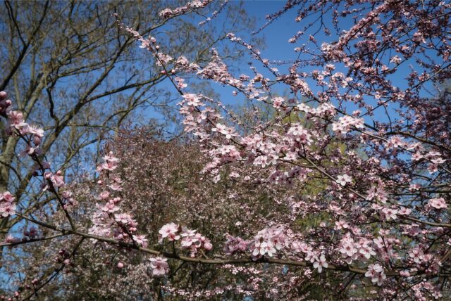 Farbenfroher Frühlingsbeginn in Dortmund – Rombergpark und Westfalenpark stehen in voller Blüte.