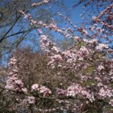 Farbenfroher Frühlingsbeginn in Dortmund – Rombergpark und Westfalenpark stehen in voller Blüte.