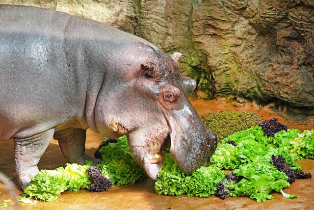 Flusspferd Ernie futtert einen Berg grüner Salate in der Zoom Erlebniswelt.