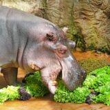 Flusspferd Ernie futtert einen Berg grüner Salate in der Zoom Erlebniswelt.