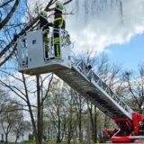 Feuerwehrleute entfernen über eine Drehleiter lose Äste aus einer Baumkrone