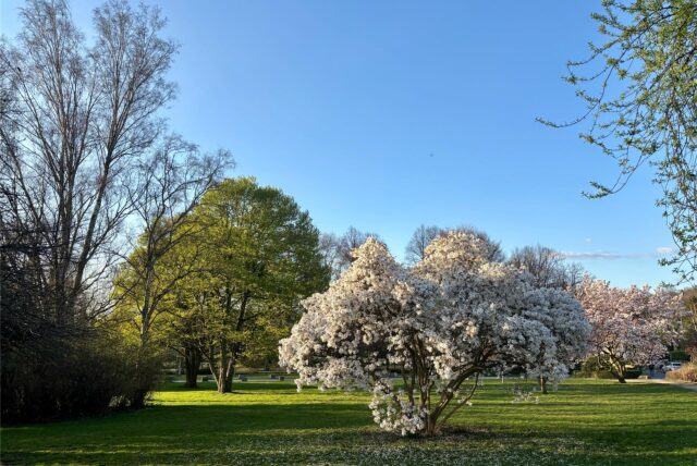 Im Stadtgarten blühen große Bäume.