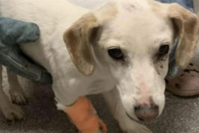 Hündin Tilly, die in Gladbeck angefahren wurde
