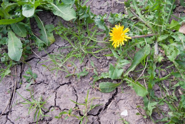 Risse ziehen sich durch trockene Erde, daneben blüht ein Löwenzahn.