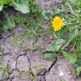 Risse ziehen sich durch trockene Erde, daneben blüht ein Löwenzahn.