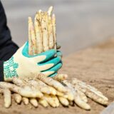 Hände mit Spargelstangen im Griff
