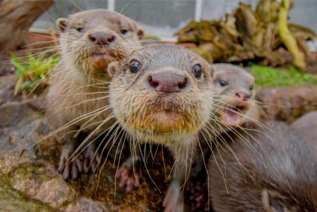 Als kleine Entschädigung erhalten evakuierte Anwohner am 6. April freien Eintritt in den Dortmunder Zoo.