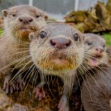 Als kleine Entschädigung erhalten evakuierte Anwohner am 6. April freien Eintritt in den Dortmunder Zoo.