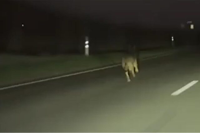 Wurde in Datteln ein Wolf gesichtet?