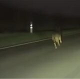Wurde in Datteln ein Wolf gesichtet?