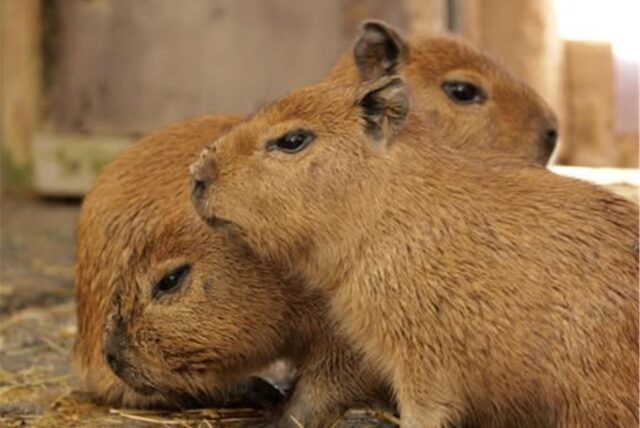 Drei Capybara-Babys aus dem Krefelder Zoo.