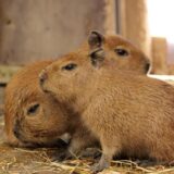 Drei Capybara-Babys aus dem Krefelder Zoo.