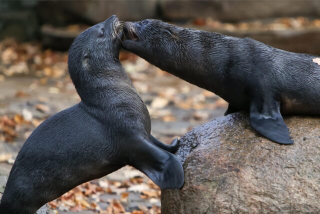 Zwei Robben spielen im Zoo Dortmund miteinander.