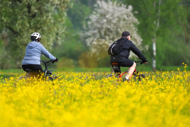 Radfahrer fahren durch ein blühendes Rapfeld.