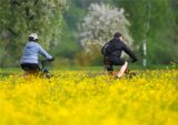 Radfahrer fahren durch ein blühendes Rapfeld.