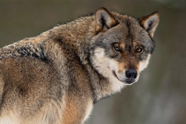 Ein Wolf steht in einem Gehege eines Wildparks. (zu dpa: «Wölfe in NRW reißen deutlich mehr Nutztiere als in Vorjahren») +++ dpa-Bildfunk +++