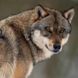 Ein Wolf steht in einem Gehege eines Wildparks. (zu dpa: «Wölfe in NRW reißen deutlich mehr Nutztiere als in Vorjahren») +++ dpa-Bildfunk +++