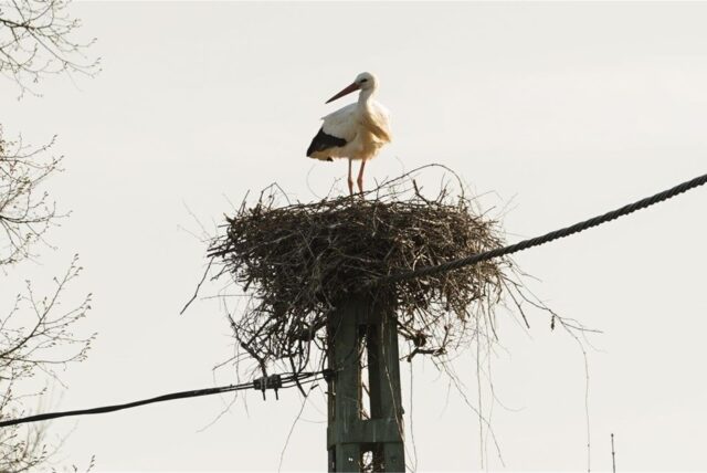 Ein Weißstorch steht in seinem Nest, welches sich auf einem Strommast befindet. Stromleitungen verlaufen in unmittelbarer Nähe des Nestes.