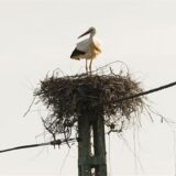 Ein Weißstorch steht in seinem Nest, welches sich auf einem Strommast befindet. Stromleitungen verlaufen in unmittelbarer Nähe des Nestes.
