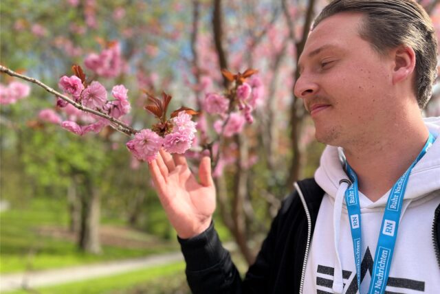 Ruhr Nachichten-Reporter Tim Hübbertz hält im Rombergpark in Dortmund einen Zweig mit Kirschblüten in der Hand.