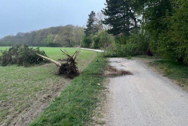 Auch dieser Baum in Haltern wurde mitsamt der Wurzel herausgerissen und auf ein Feld geworfen.