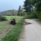 Auch dieser Baum in Haltern wurde mitsamt der Wurzel herausgerissen und auf ein Feld geworfen.