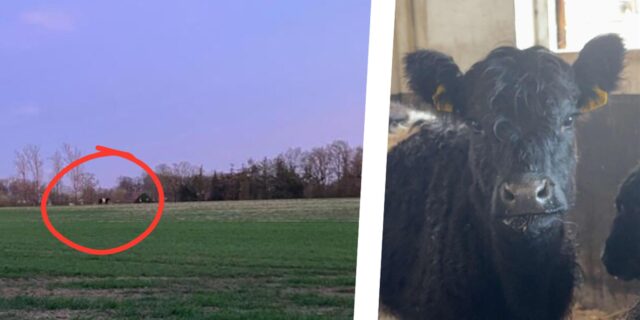 Bild-Kollage: Links steht das ausgebüxte Galloway-Rind auf einer Lichtung, ist aber nur aus der Ferne zu sehen und mit einem roten Kreis markiert. Rechts ist das Jungtier aus der Nähe im Stall zu sehen.