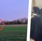 Bild-Kollage: Links steht das ausgebüxte Galloway-Rind auf einer Lichtung, ist aber nur aus der Ferne zu sehen und mit einem roten Kreis markiert. Rechts ist das Jungtier aus der Nähe im Stall zu sehen.