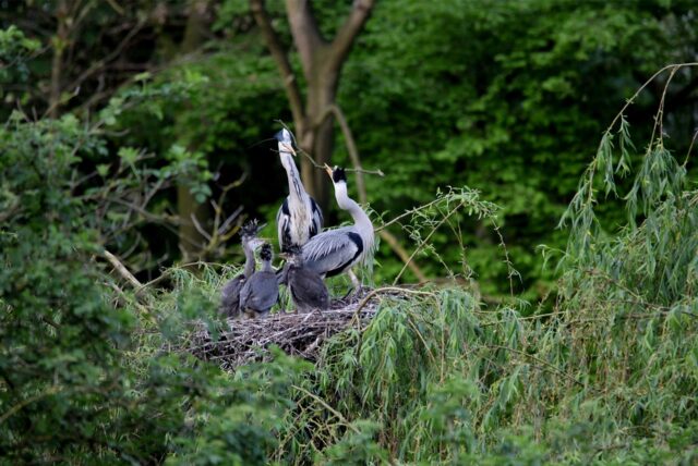 Ein Graureiherpärchen in ihrem Nest mit drei Jungvögeln.