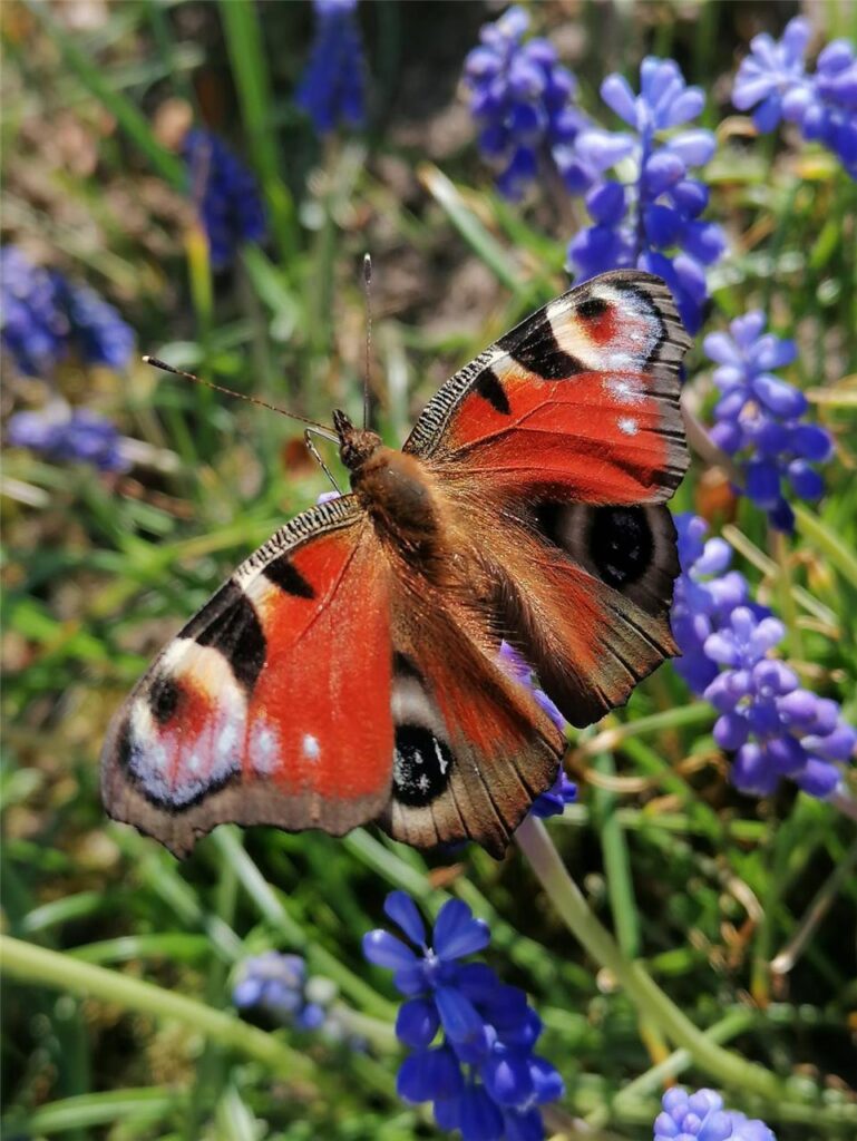 Detailaufnahmen des Frühlings hat Viola Meding gemacht.